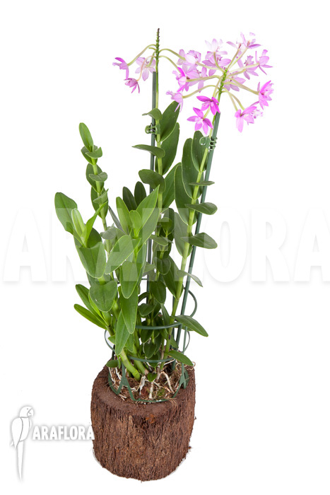 Epidendrum radicans ‚Pink‘