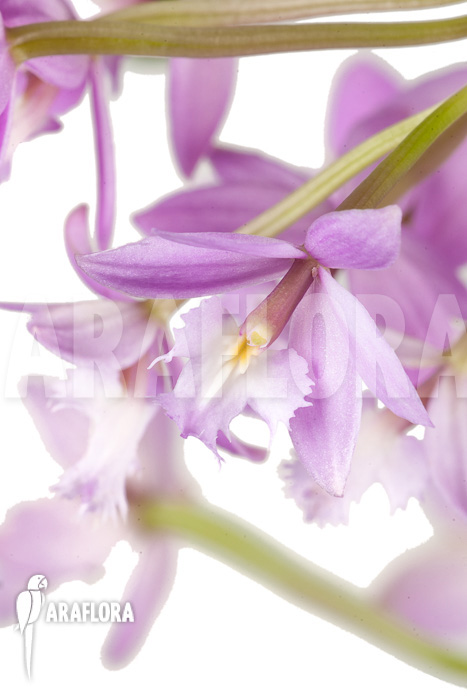 Epidendrum radicans ‚Pink‘