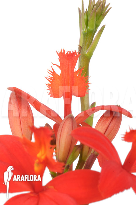 Epidendrum radicans ‚Red‘