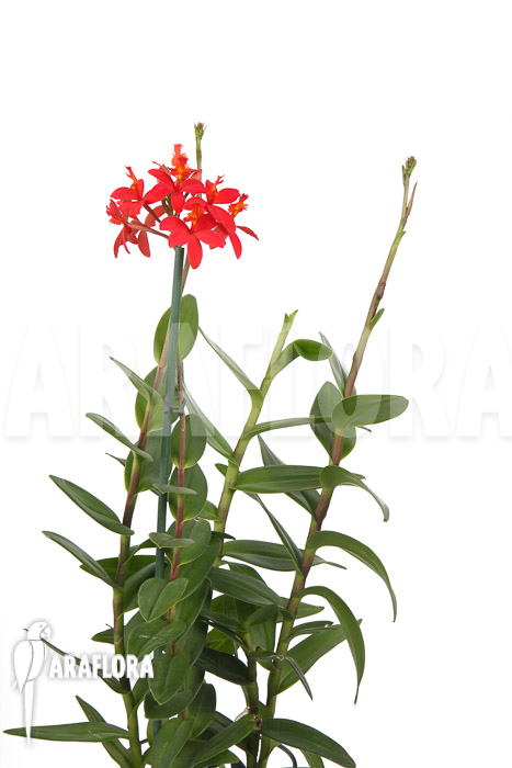 Epidendrum radicans ‚Red‘