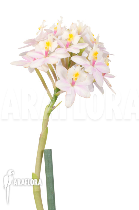 Epidendrum radicans ‚White-ish‘