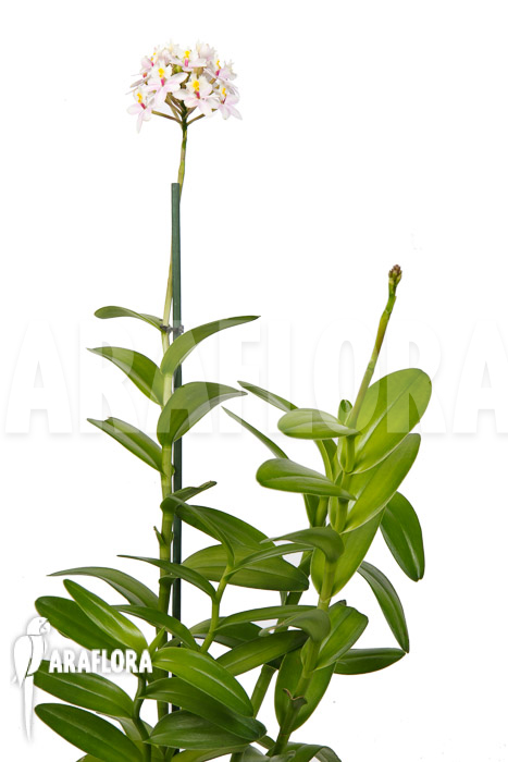 Epidendrum radicans ‚White-ish‘