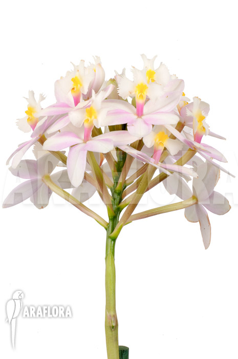 Epidendrum radicans ‚White-ish‘