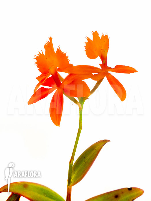 Epidendrum radicans orange