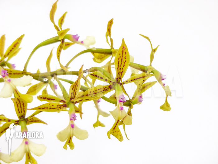 Epidendrum stamfordianum