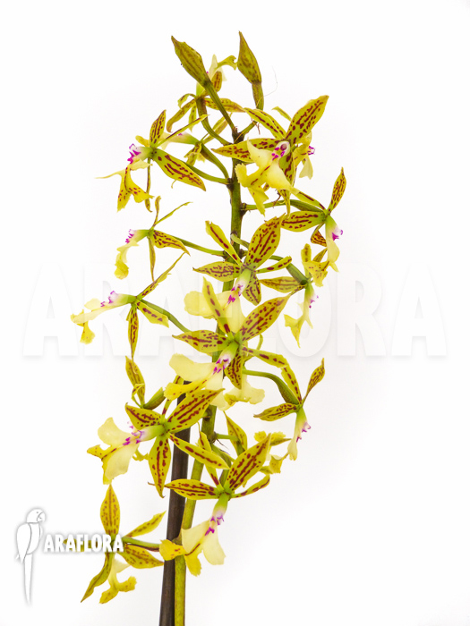 Epidendrum stamfordianum