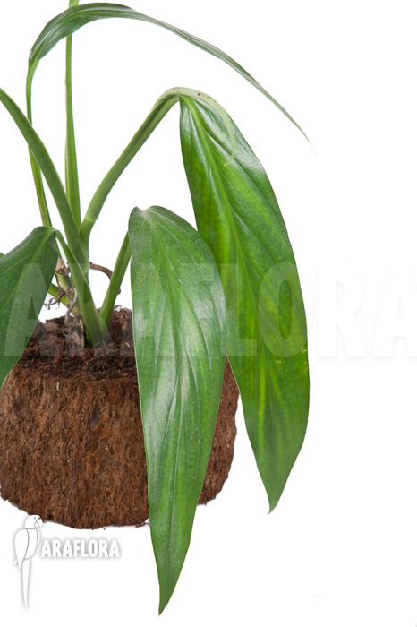 Epipremnum amplissimum ’starter‘