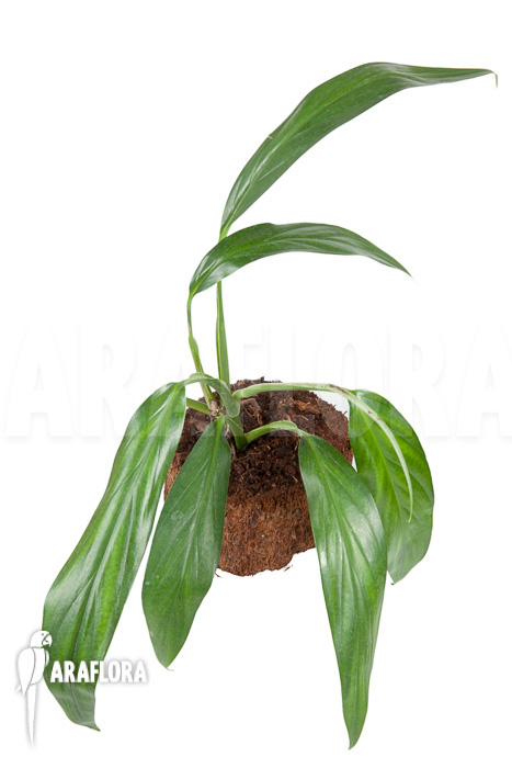 Epipremnum amplissimum ’starter‘