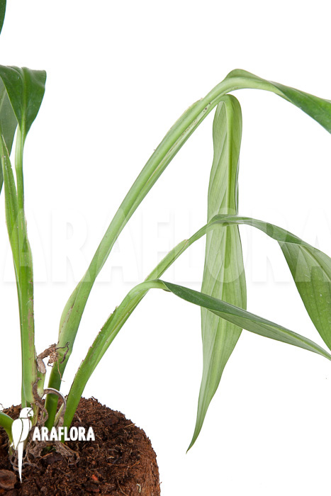 Epipremnum amplissimum ’starter‘