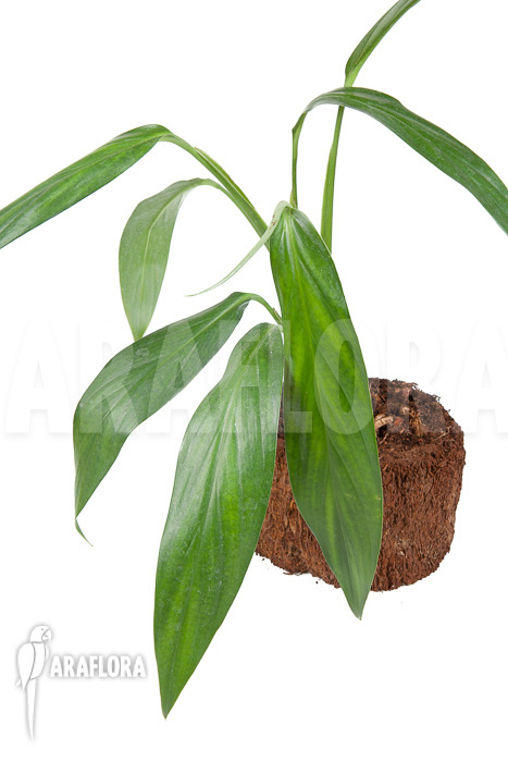 Epipremnum amplissimum ’starter‘