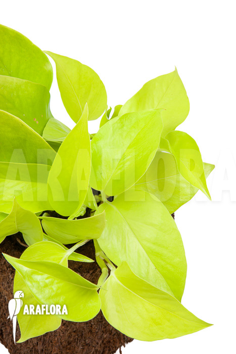 Epipremnum aureum Neon
