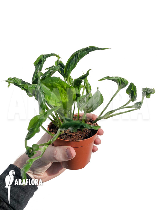 Epipremnum aureum Shangri-La ‚S‘