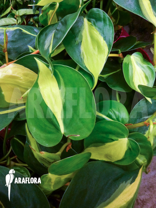 Epipremnum pinnatum ‚Araflora liner‘