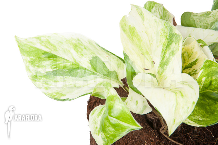 Epipremnum pinnatum ‚Marble Planet‘