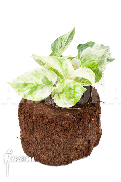 Epipremnum pinnatum ‚Marble Planet‘