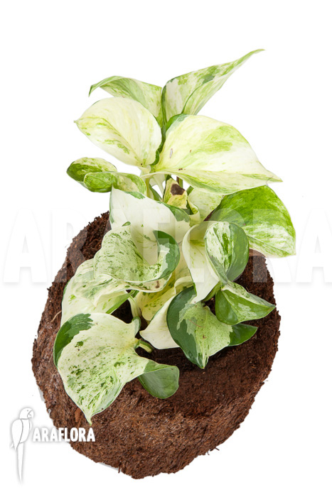 Epipremnum pinnatum ‚Marble Planet‘