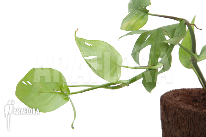 Epipremnum pinnatum Cebu Blue