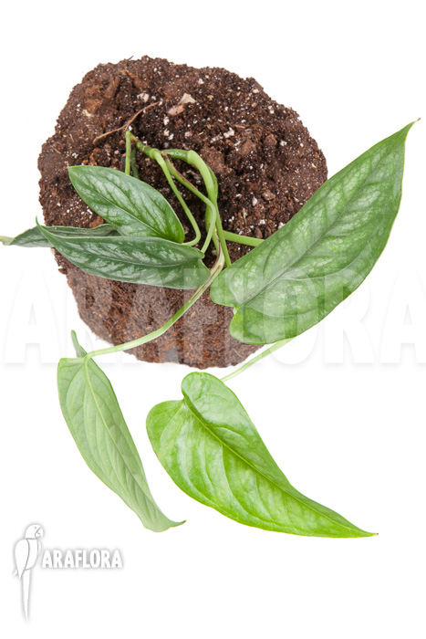 Epipremnum sp Blue ‚M‘