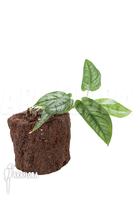 Epipremnum sp Blue ‚M‘