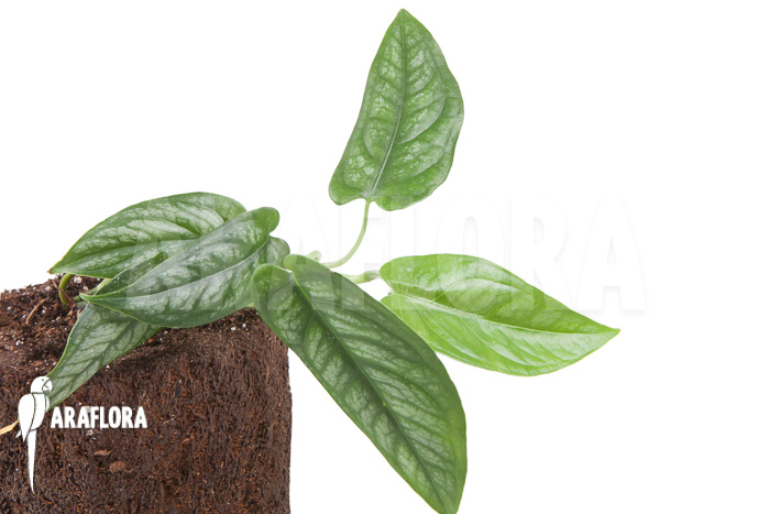 Epipremnum sp Blue ‚M‘