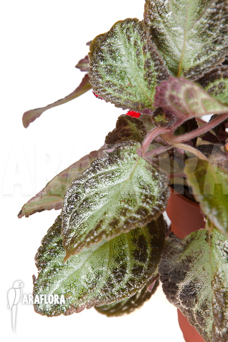Episcia cupreata Black Pearl