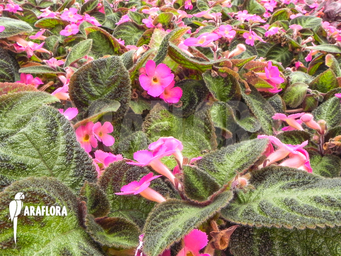 Episcia cupreata Pink Panther