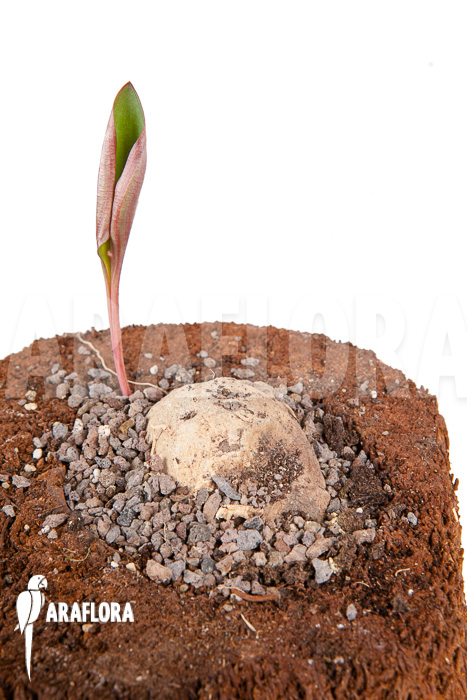 Eriosperma cooperii ‚L‘