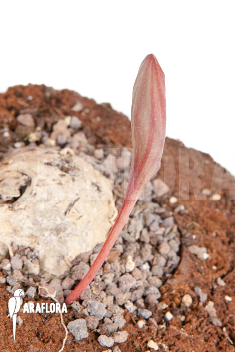 Eriosperma cooperii ‚L‘