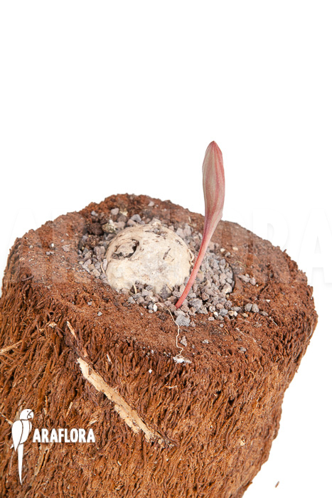 Eriosperma cooperii ‚L‘