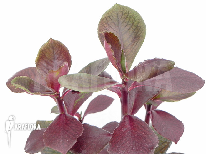 Euphorbia bicompacta var. rubra