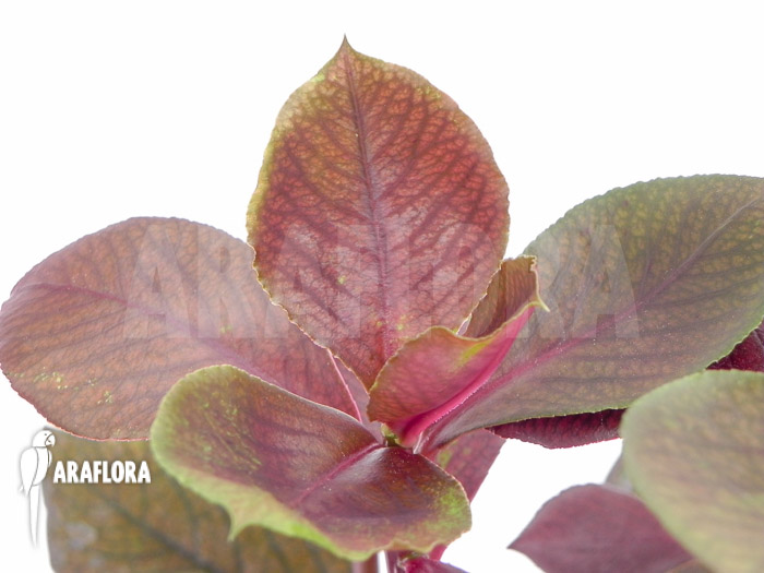 Euphorbia bicompacta var. rubra