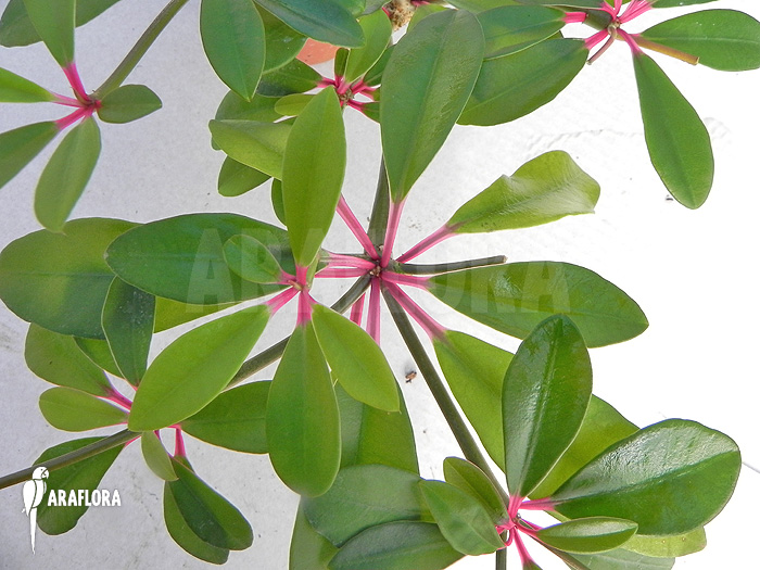 Euphorbia bongolavensis