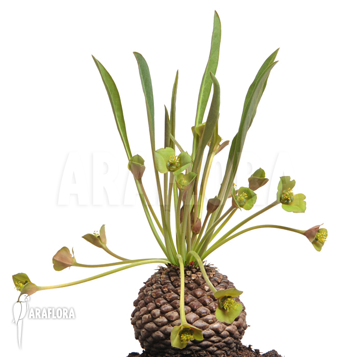 Euphorbia bupleurifolia