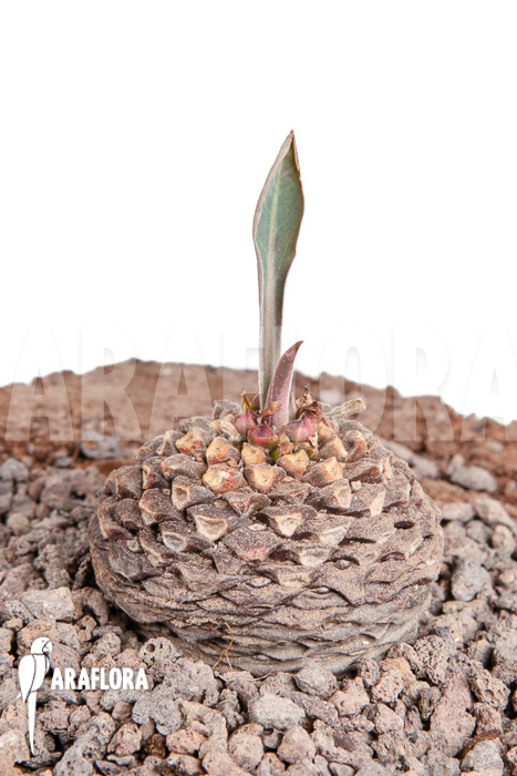 Euphorbia bupleurifolia ‚S‘