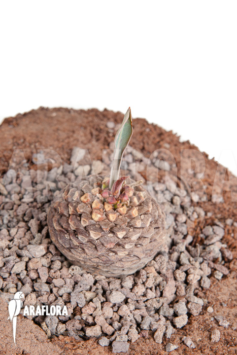 Euphorbia bupleurifolia ‚S‘