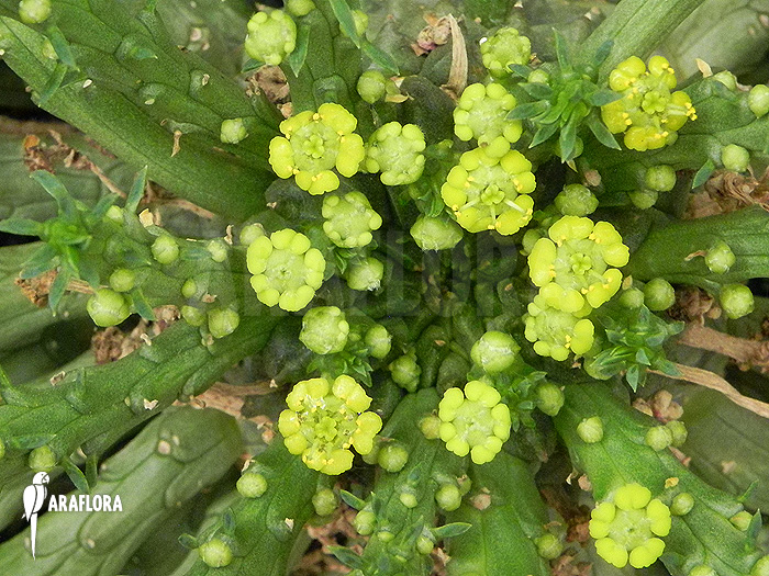 Euphorbia caput-medusae flower