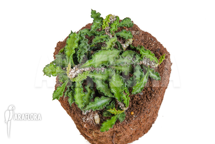 Euphorbia decaryi