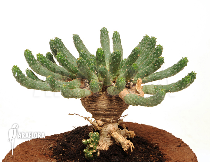 Euphorbia gorgonis