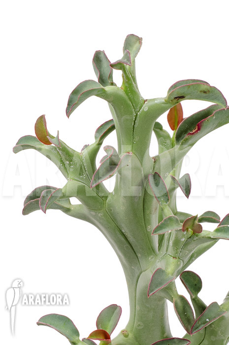Euphorbia hamata ‚L‘