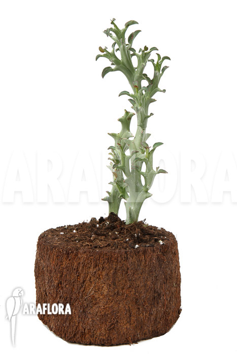 Euphorbia hamata ‚L‘