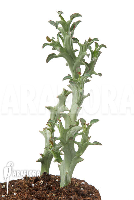 Euphorbia hamata ‚L‘