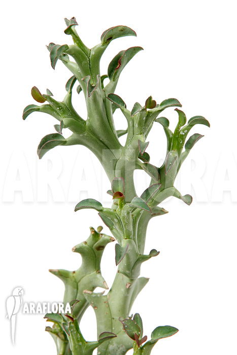 Euphorbia hamata ‚L‘