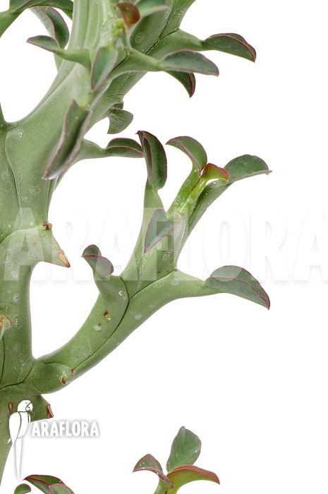 Euphorbia hamata ‚L‘