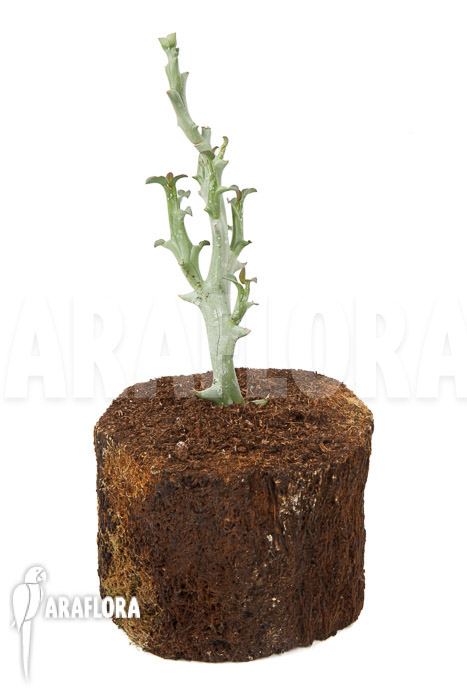 Euphorbia hamata ‚Starter‘