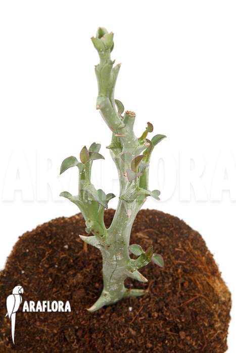 Euphorbia hamata ‚Starter‘