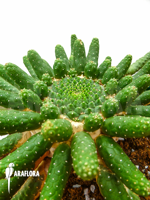 Euphorbia inermis