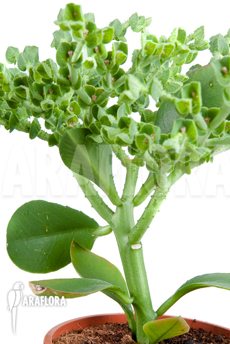 Euphorbia neokaessneri