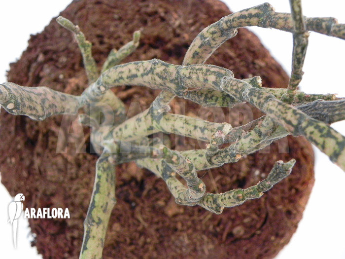 Euphorbia platyclada