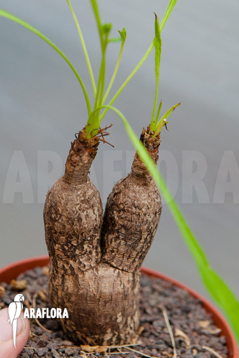 Euphorbia silenifolia
