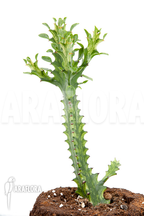 Euphorbia trigona Variegata ’starter‘